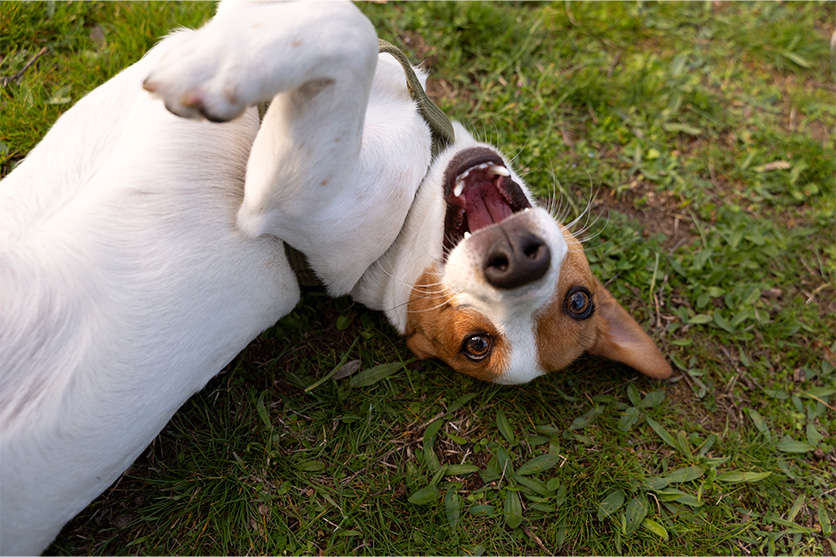 Dog rolling on green grass.