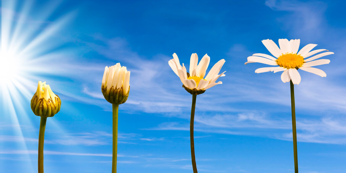 Blue sky with glowing sun and clouds with four daisies blooming, the first just barely blooming, the second starting to bloom, the third beginning to look like a flower, the fourth is a full daisy.