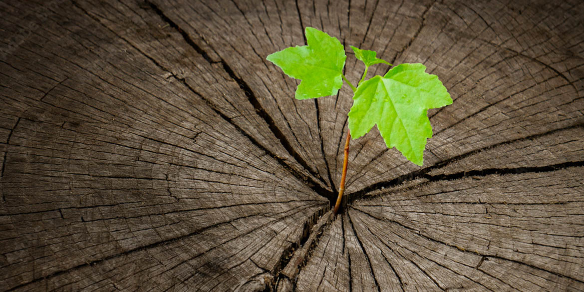 Wood stump close up with green leaves growing.